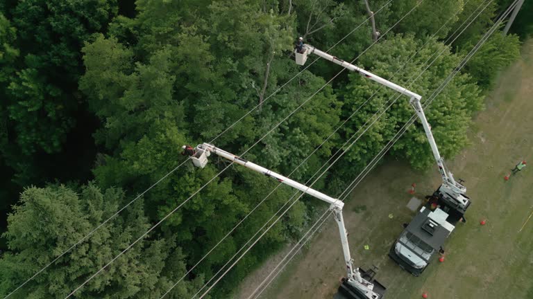 How Our Tree Care Process Works  in  Granite Bay, CA