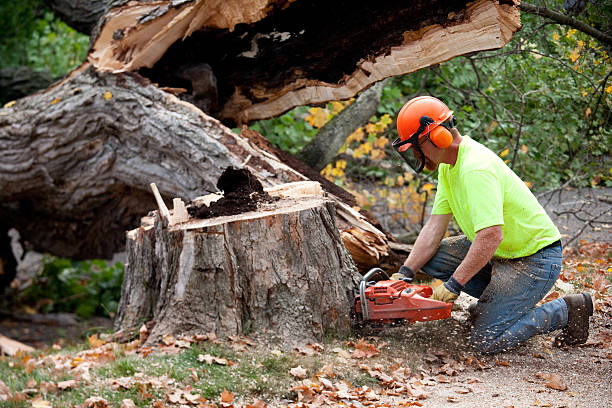 Best Leaf Removal  in Granite Bay, CA